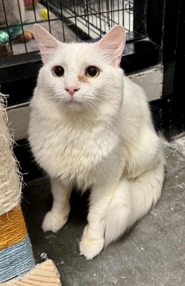 Alphabit, Adoptable, Adult Male Domestic Short Hair.