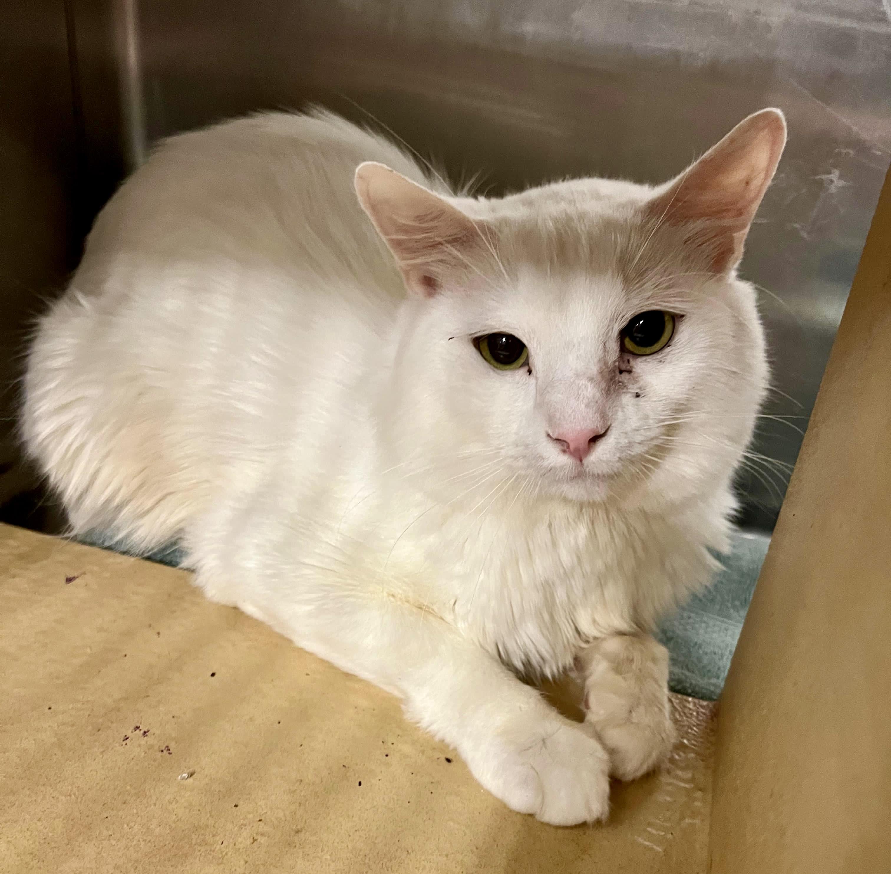 Alphabit, a Adoptable Domestic Short Hair in San Juan Capistrano, CA image 2/5