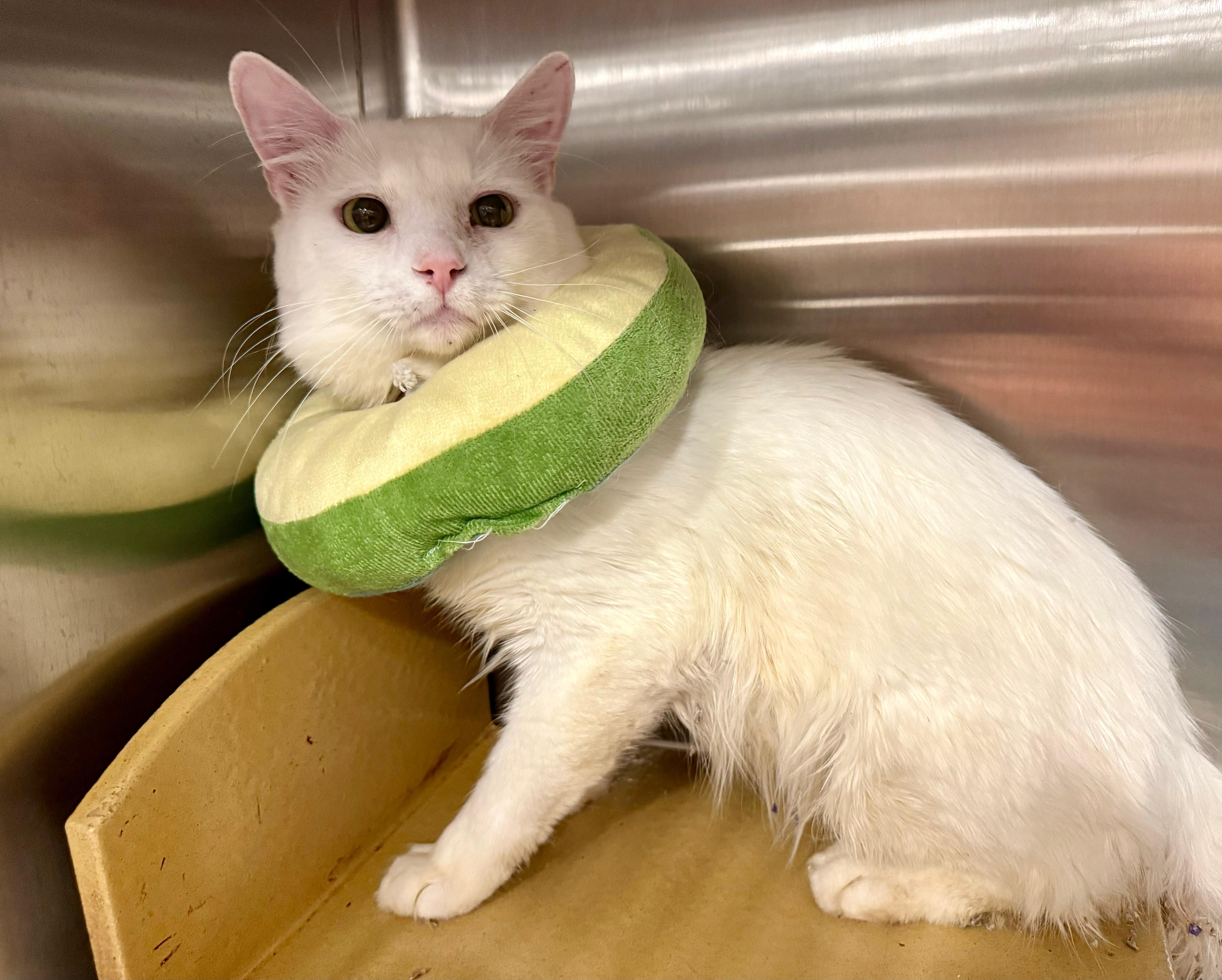 Alphabit, a Adoptable Domestic Short Hair in San Juan Capistrano, CA image 3/5