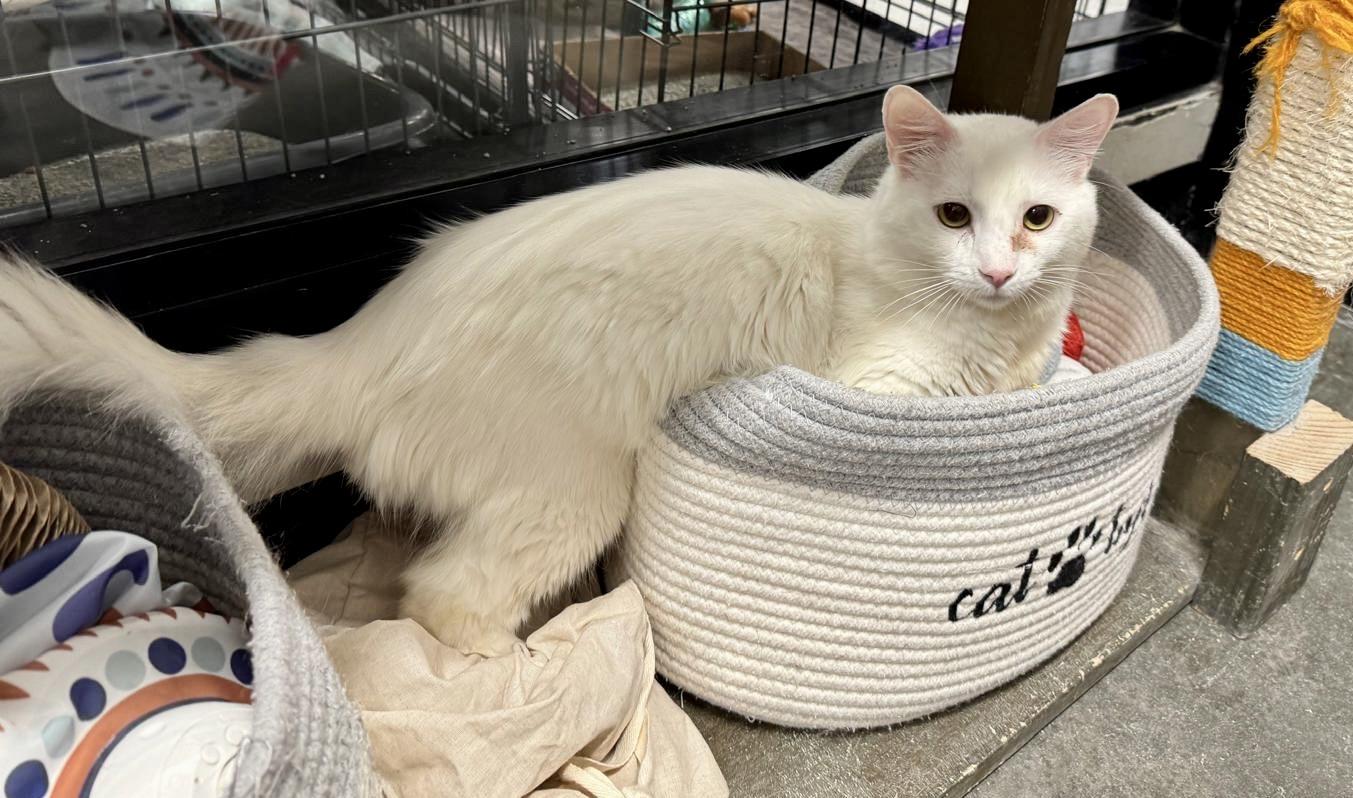 Alphabit, a Adoptable Domestic Short Hair in San Juan Capistrano, CA image 5/5