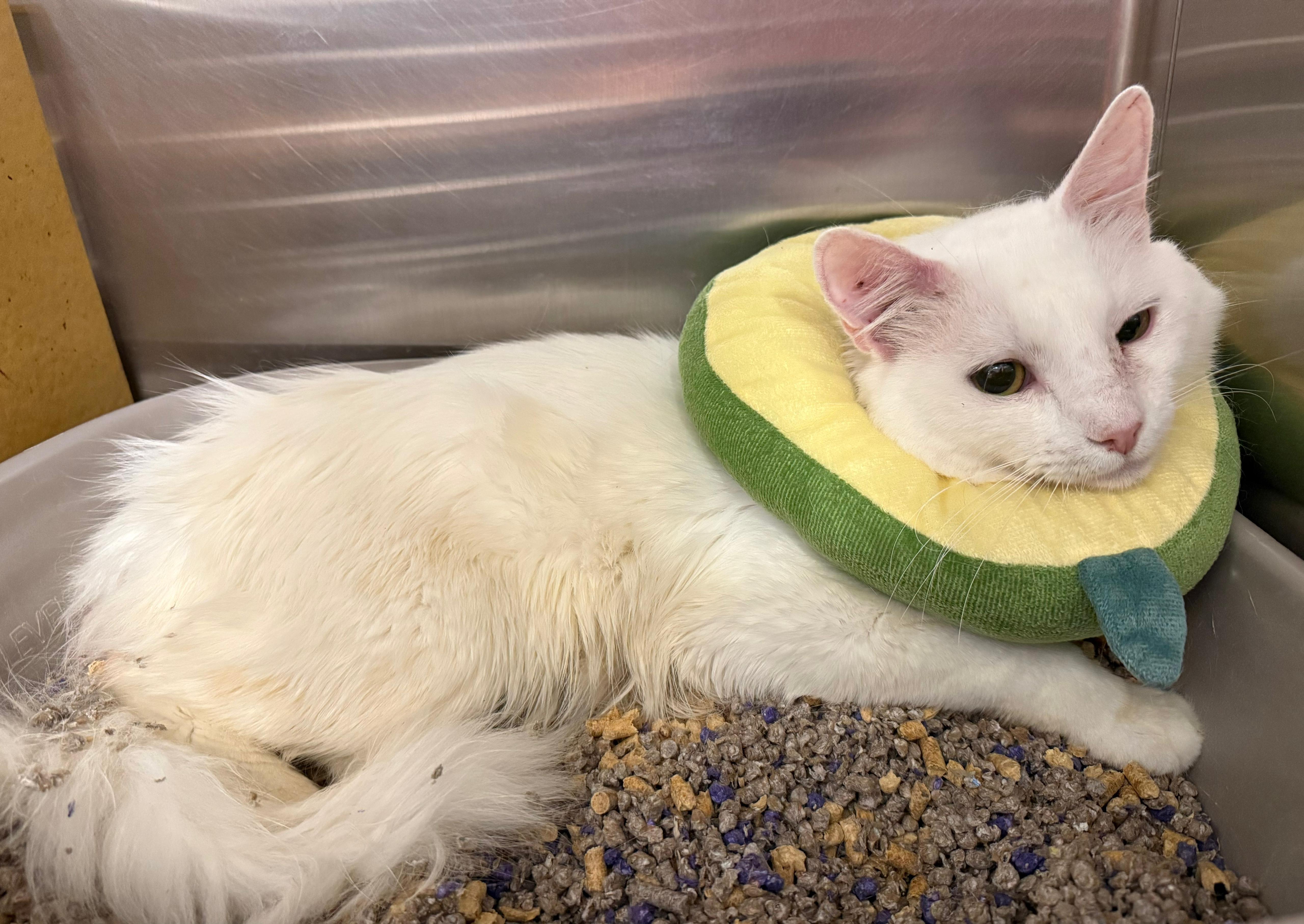 Alphabit, a Adoptable Domestic Short Hair in San Juan Capistrano, CA image 4/5