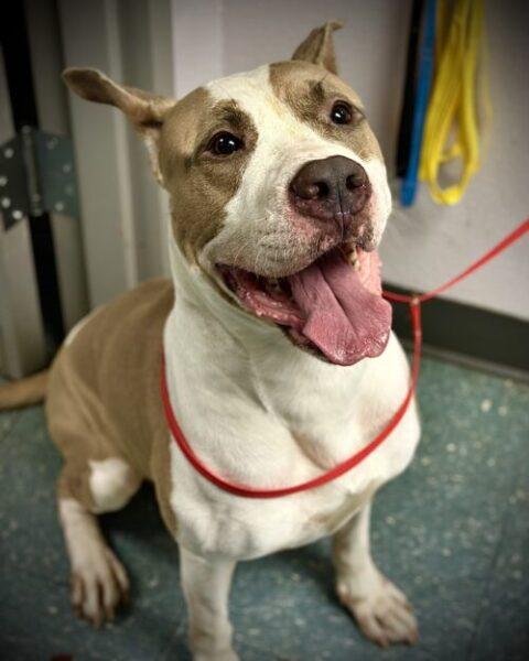 GOLFCART, Adoptable, Adult Male Mixed Breed.