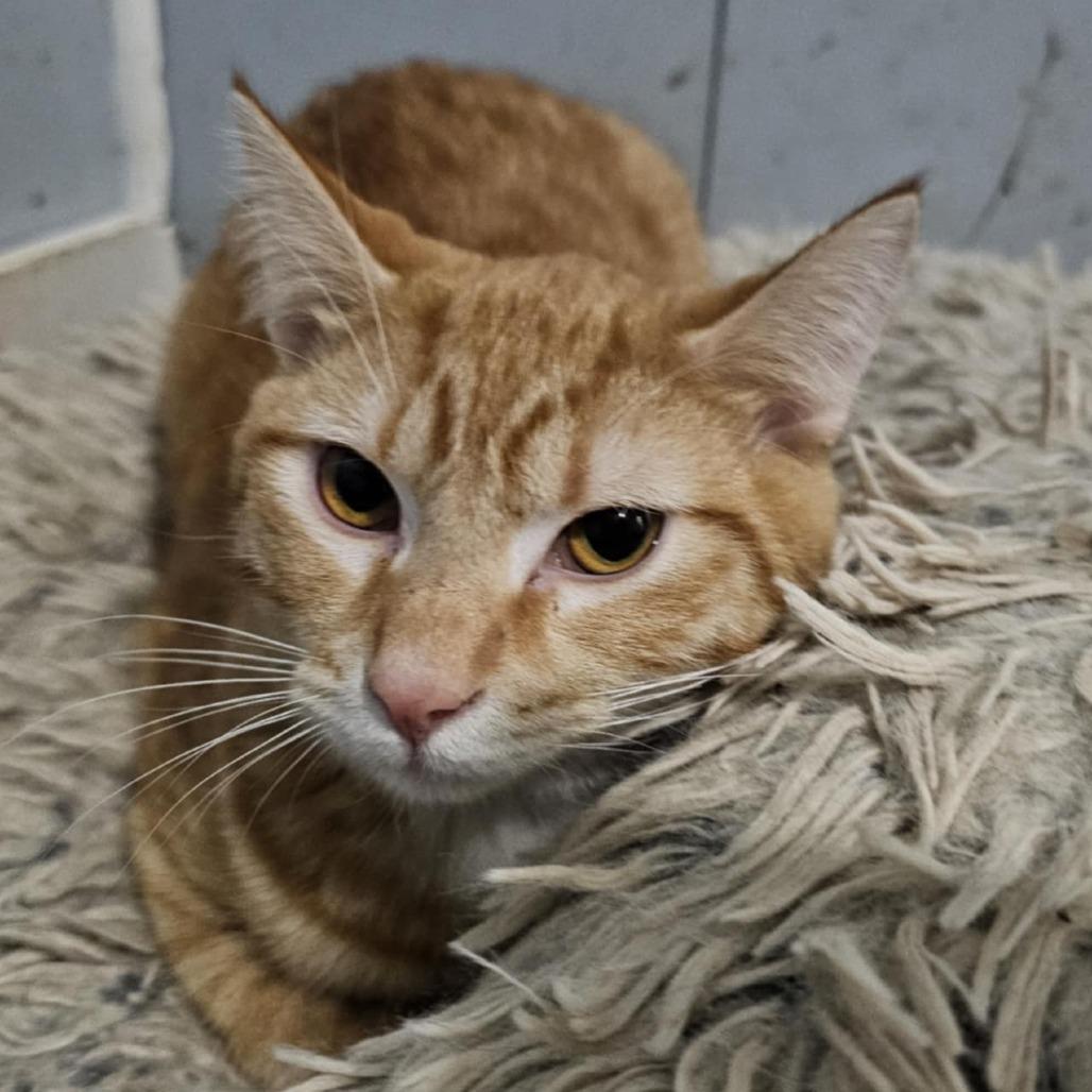 Brioche, Adoptable, Adult Male Domestic Short Hair.