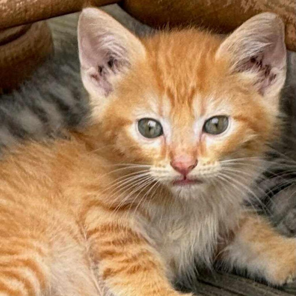 Brioche, Adoptable, Adult Male Domestic Short Hair.