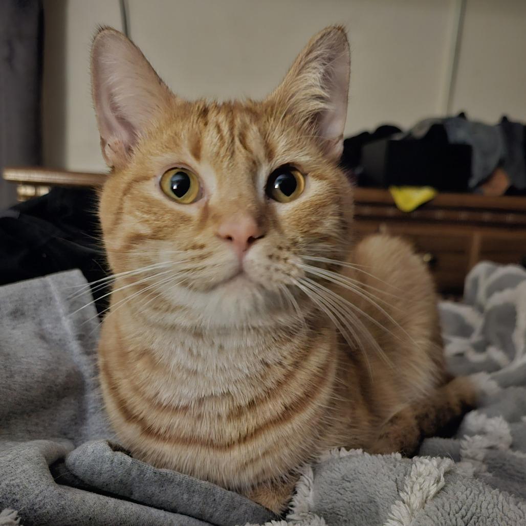 Enlarge Brioche, a Adoptable Domestic Short Hair in Danville, IL image 3/3