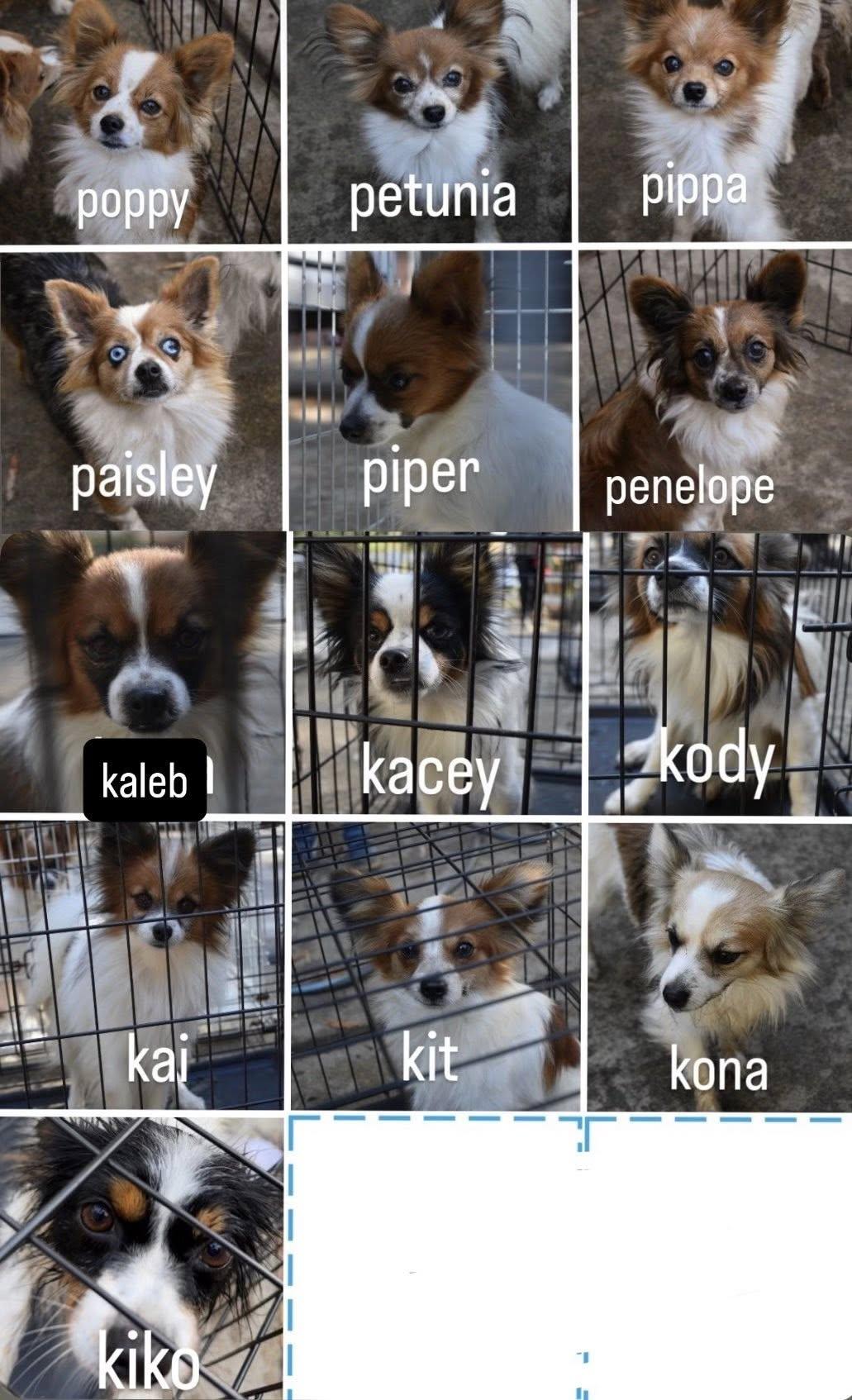 Enlarge 13 papillion for foster and adopt, a Adoptable Papillon in Matthews, NC image 1/1