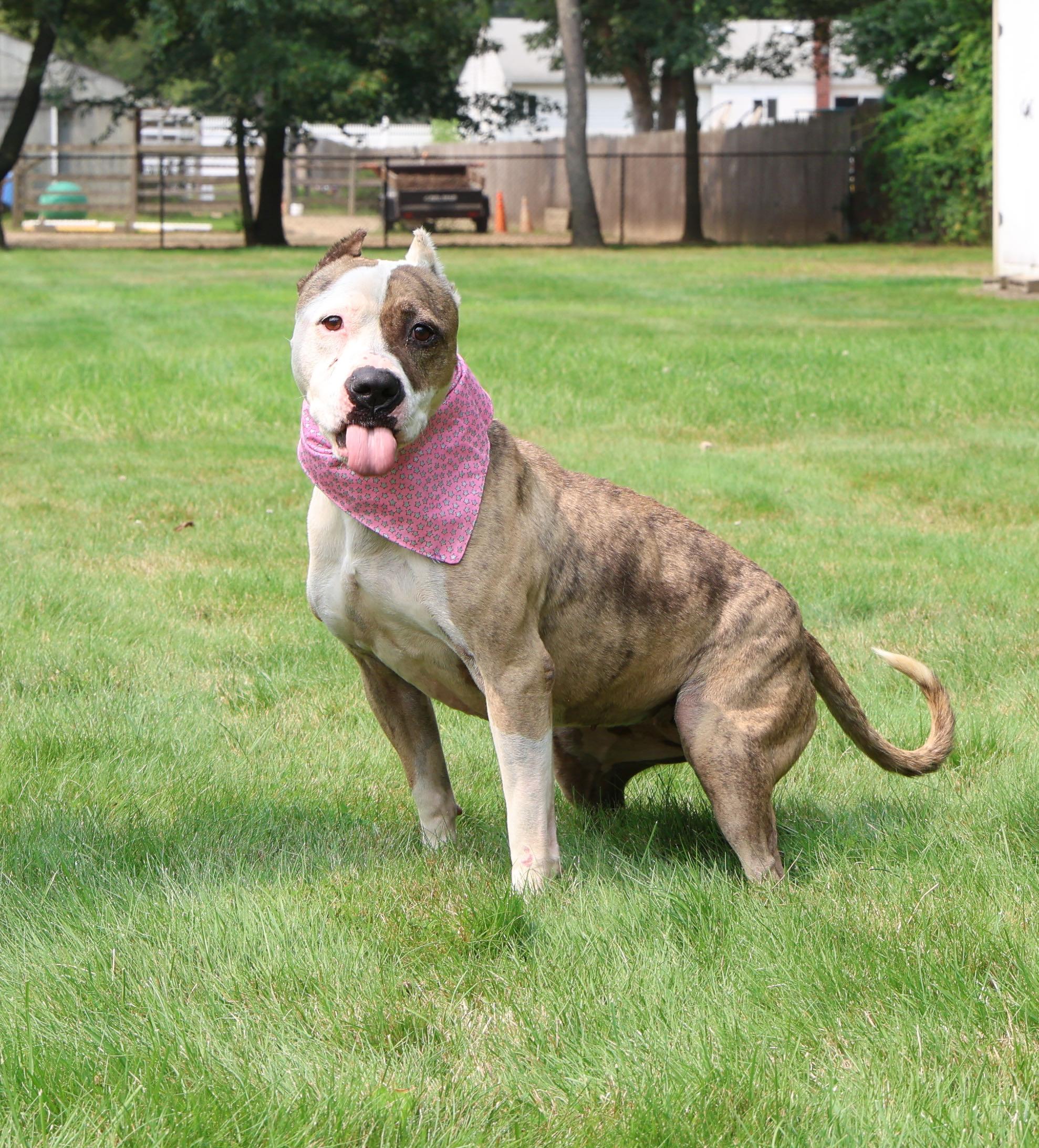 MJ, Adoptable, Adult Female American Bully & Pit Bull Terrier.