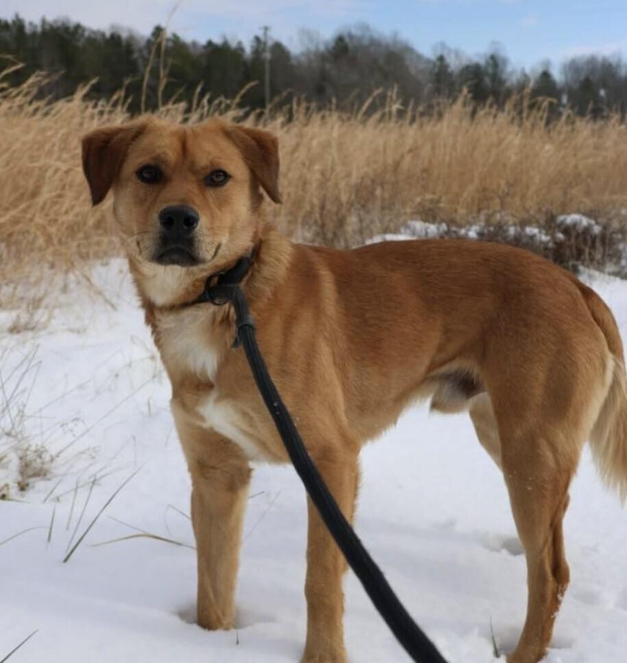 French Fry thumbnail 2