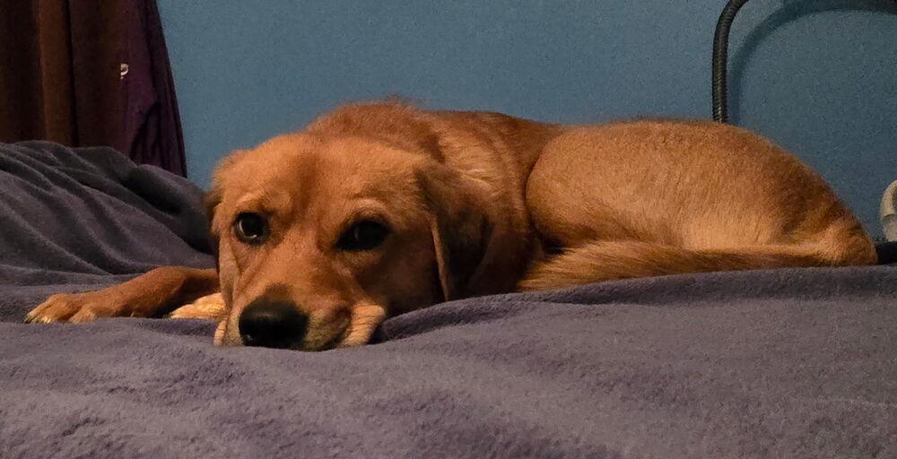 French Fry thumbnail 3