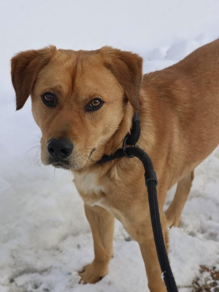 French Fry thumbnail 4