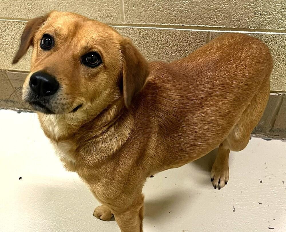 French Fry thumbnail 5