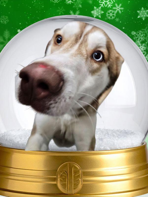 Enlarge Parmesan, a Adoptable mixed breed in Salem, OR image 1/2