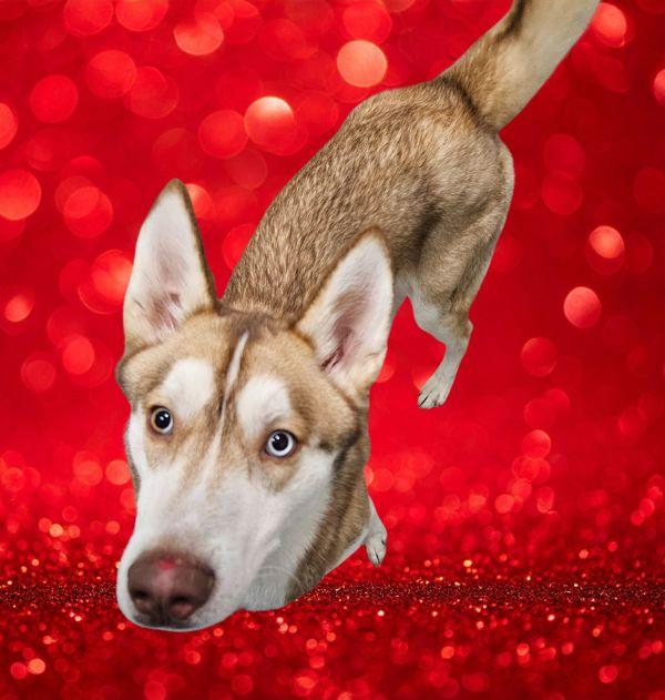 Enlarge Parmesan, a Adoptable mixed breed in Salem, OR image 2/2