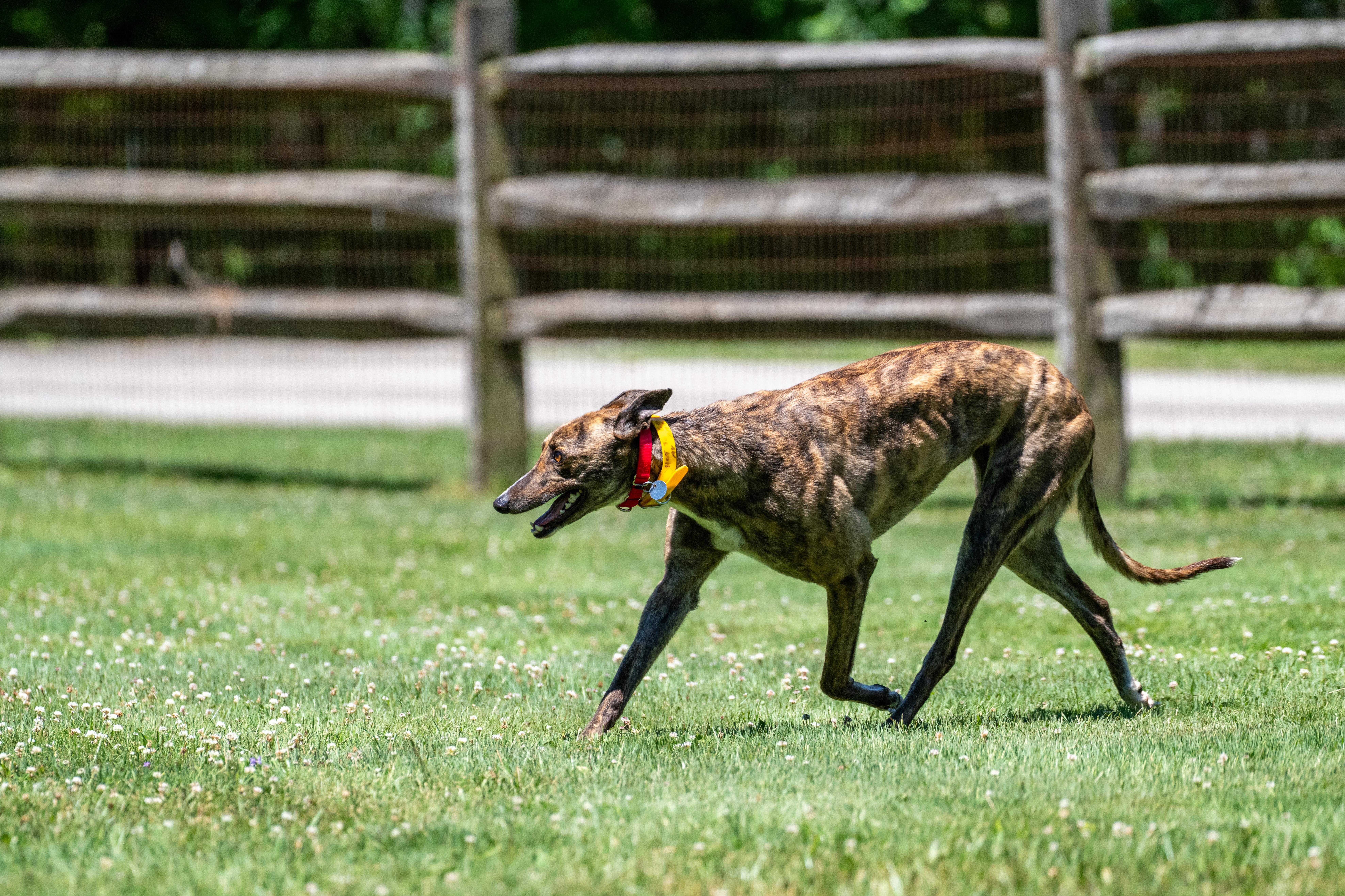 Enlarge Hot to Go "Robin", a Adopted Greyhound in Chagrin Falls, OH image 6/6