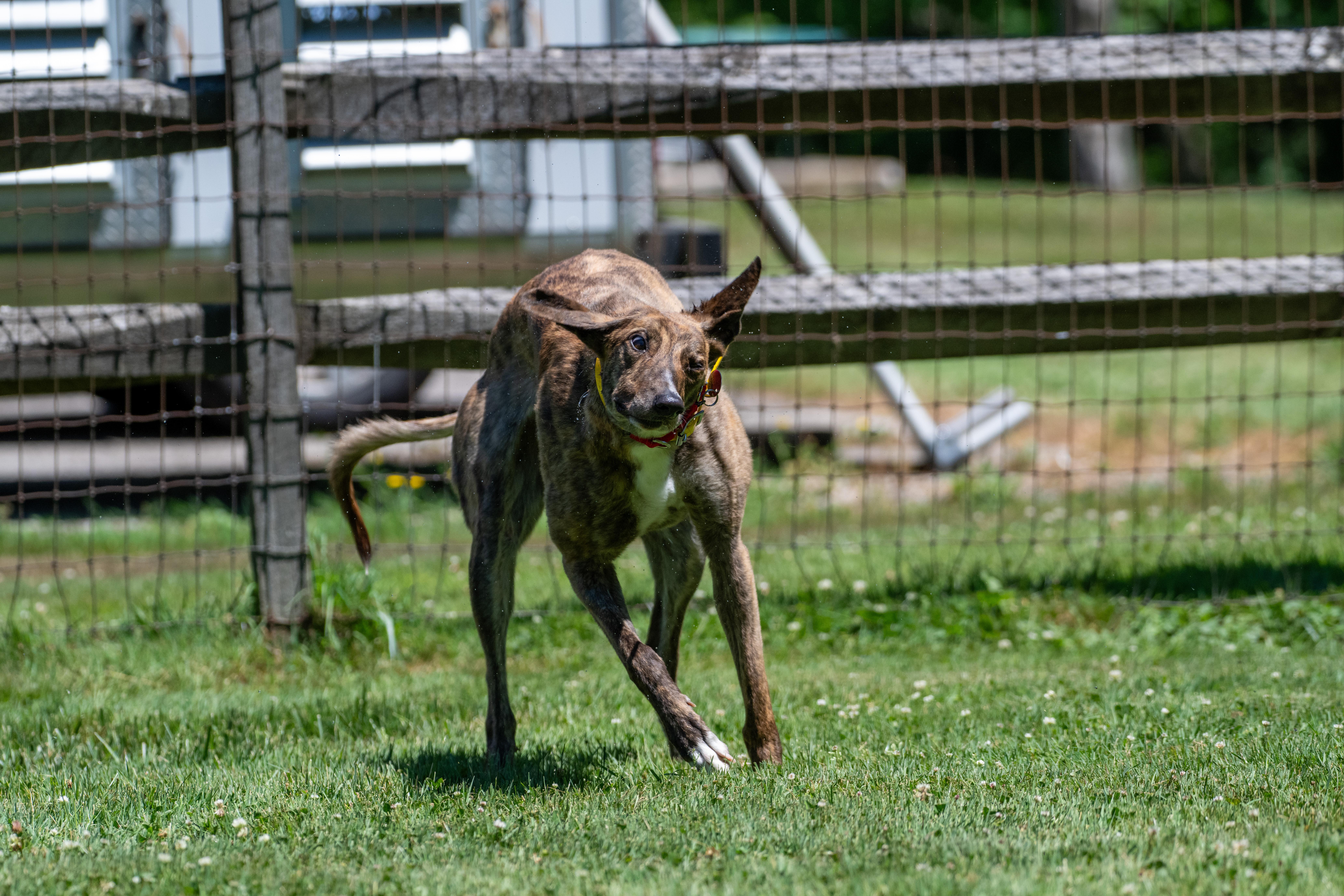 Enlarge Hot to Go "Robin", a Adopted Greyhound in Chagrin Falls, OH image 4/6