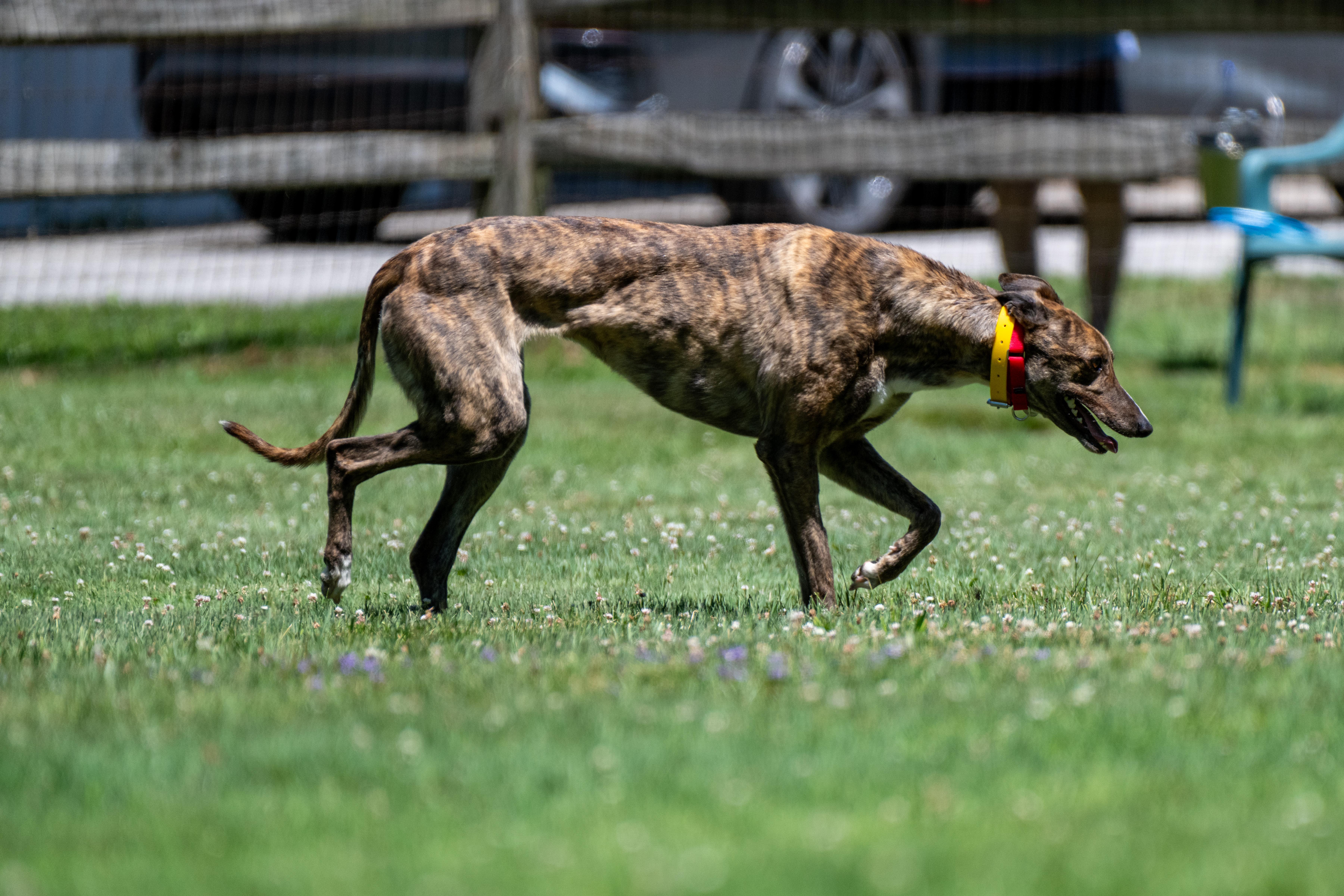 Enlarge Hot to Go "Robin", a Adopted Greyhound in Chagrin Falls, OH image 5/6