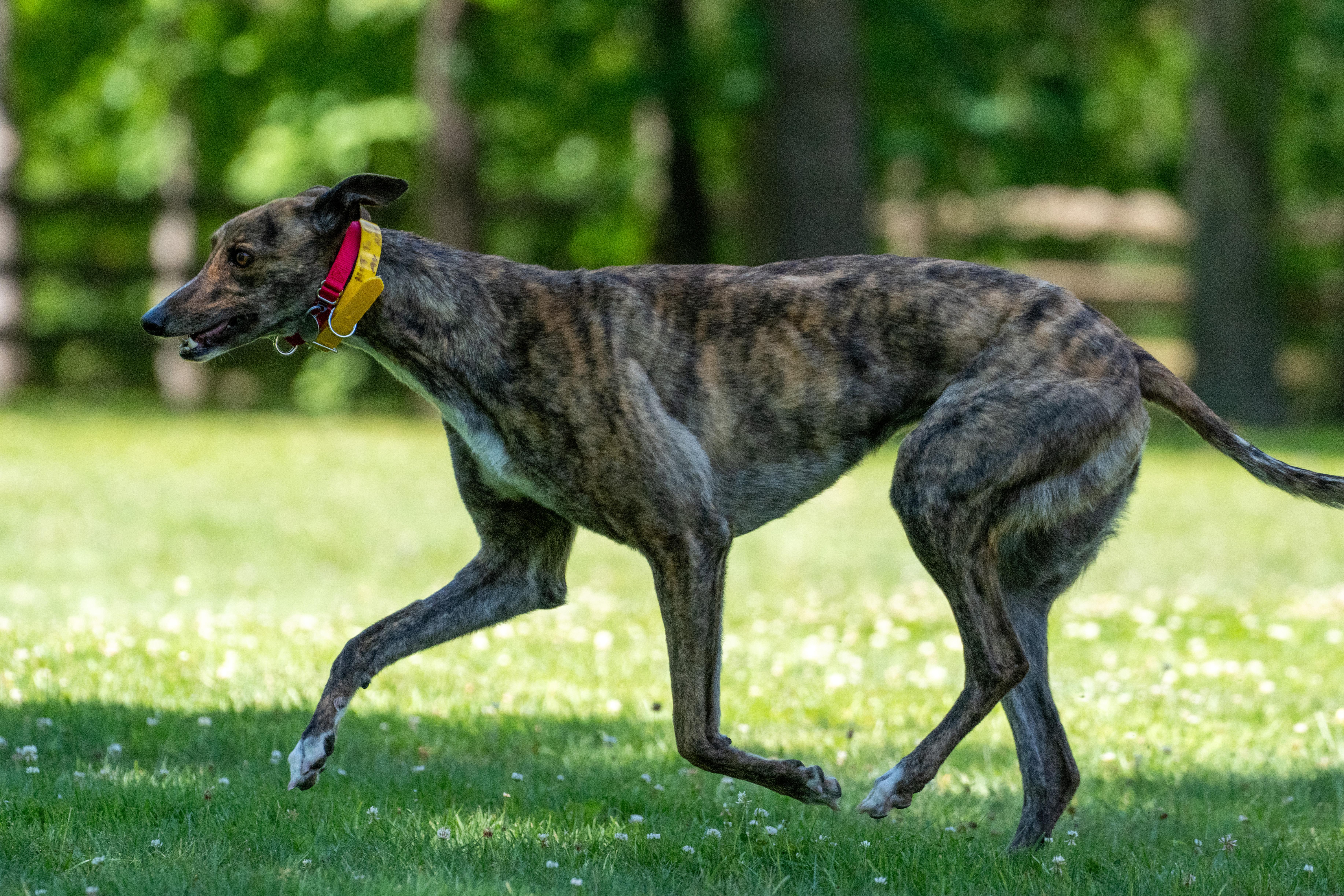 Hot to Go "Robin", Adopted, Adult Female Greyhound.