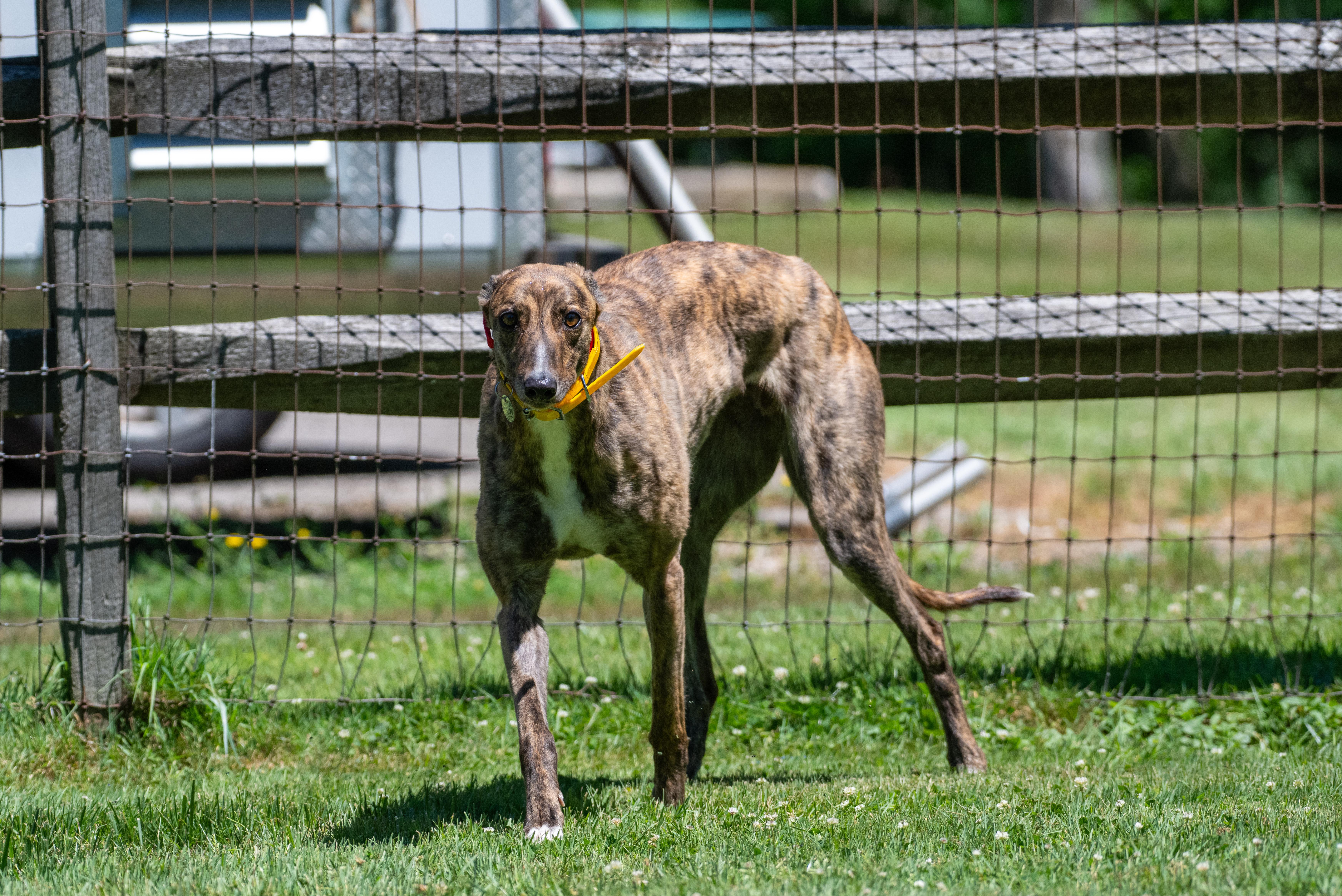 Enlarge Hot to Go "Robin", a Adopted Greyhound in Chagrin Falls, OH image 2/6