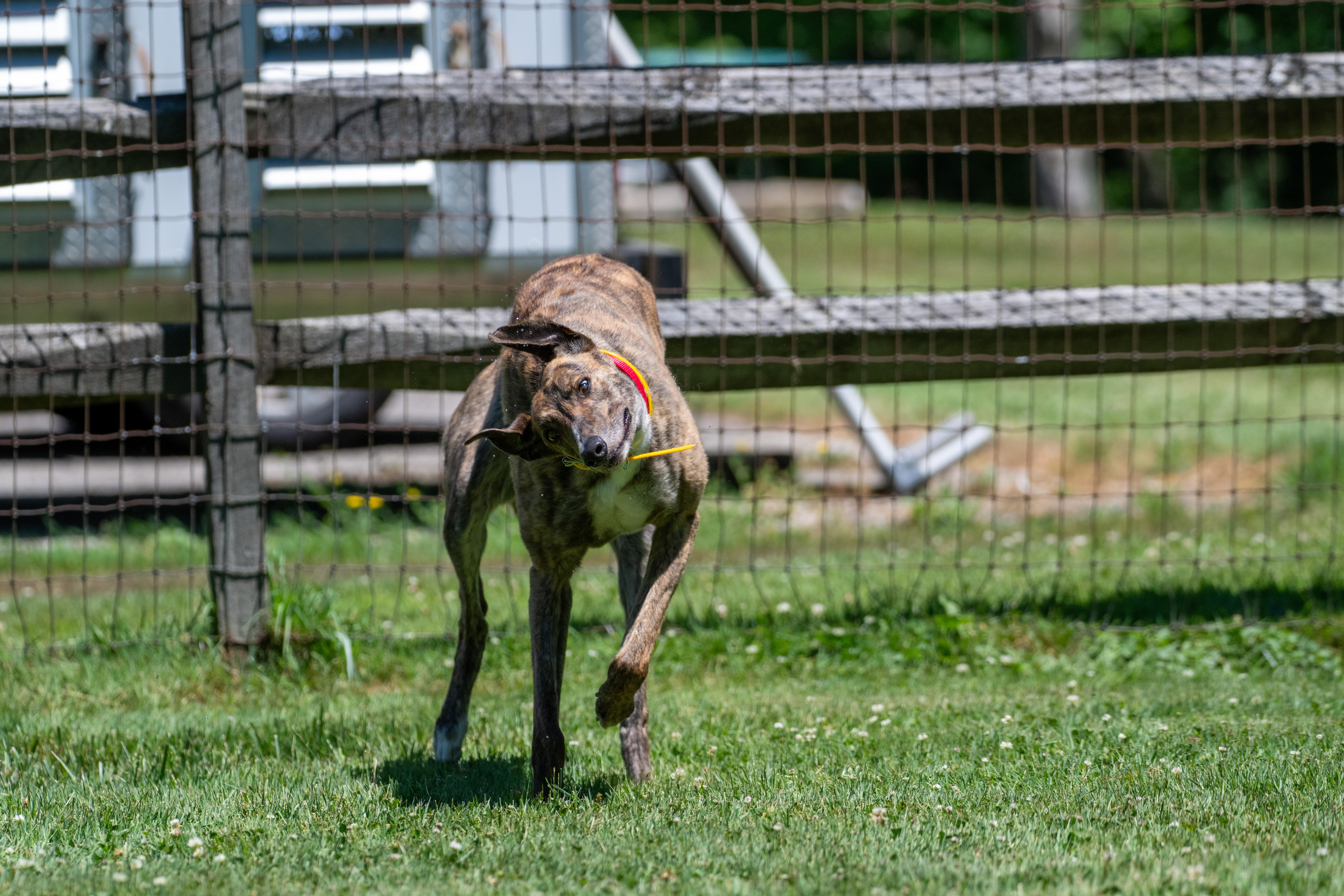 Enlarge Hot to Go "Robin", a Adopted Greyhound in Chagrin Falls, OH image 3/6