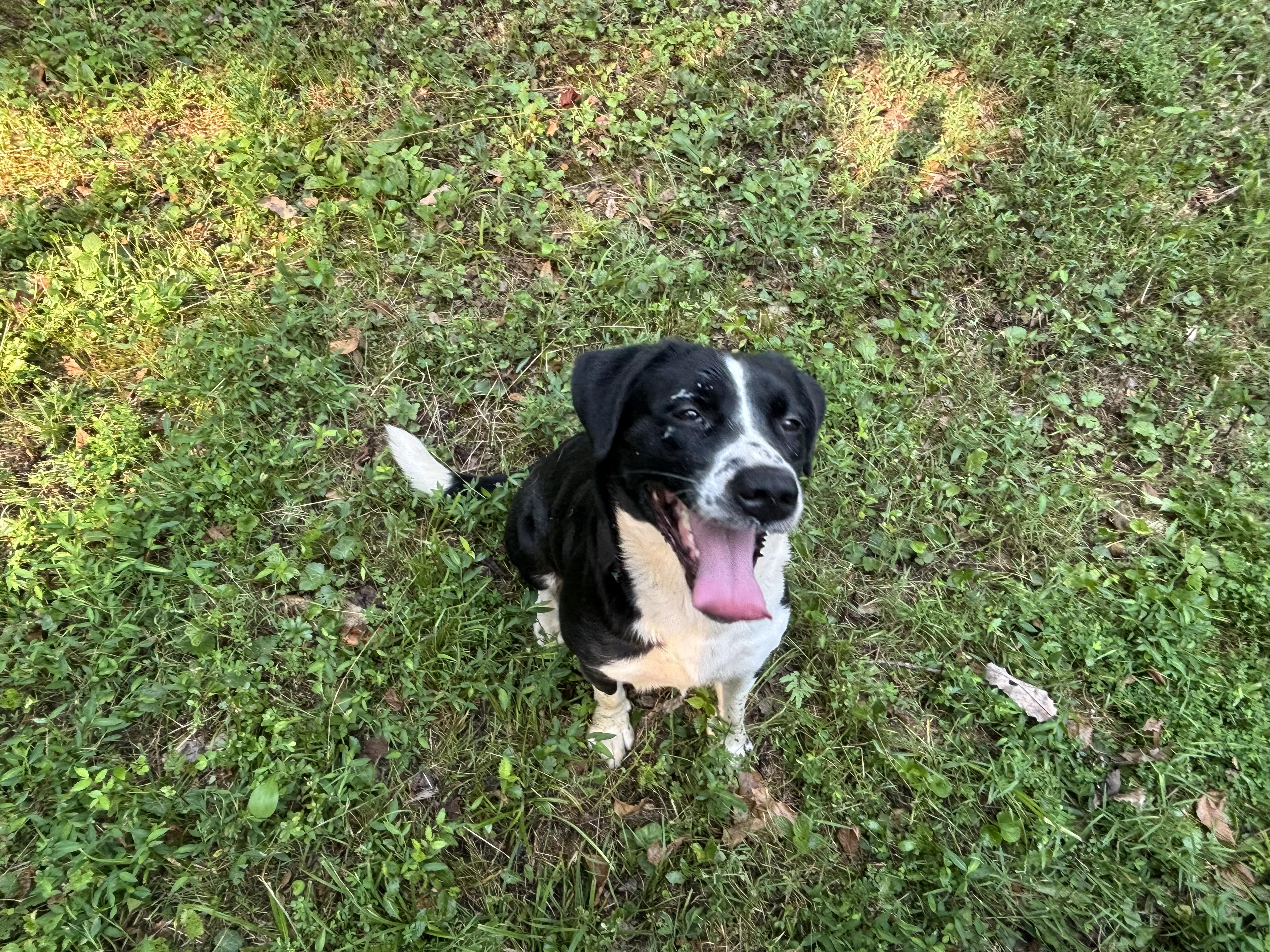 Liv, Adopted, Adult Female Border Collie.
