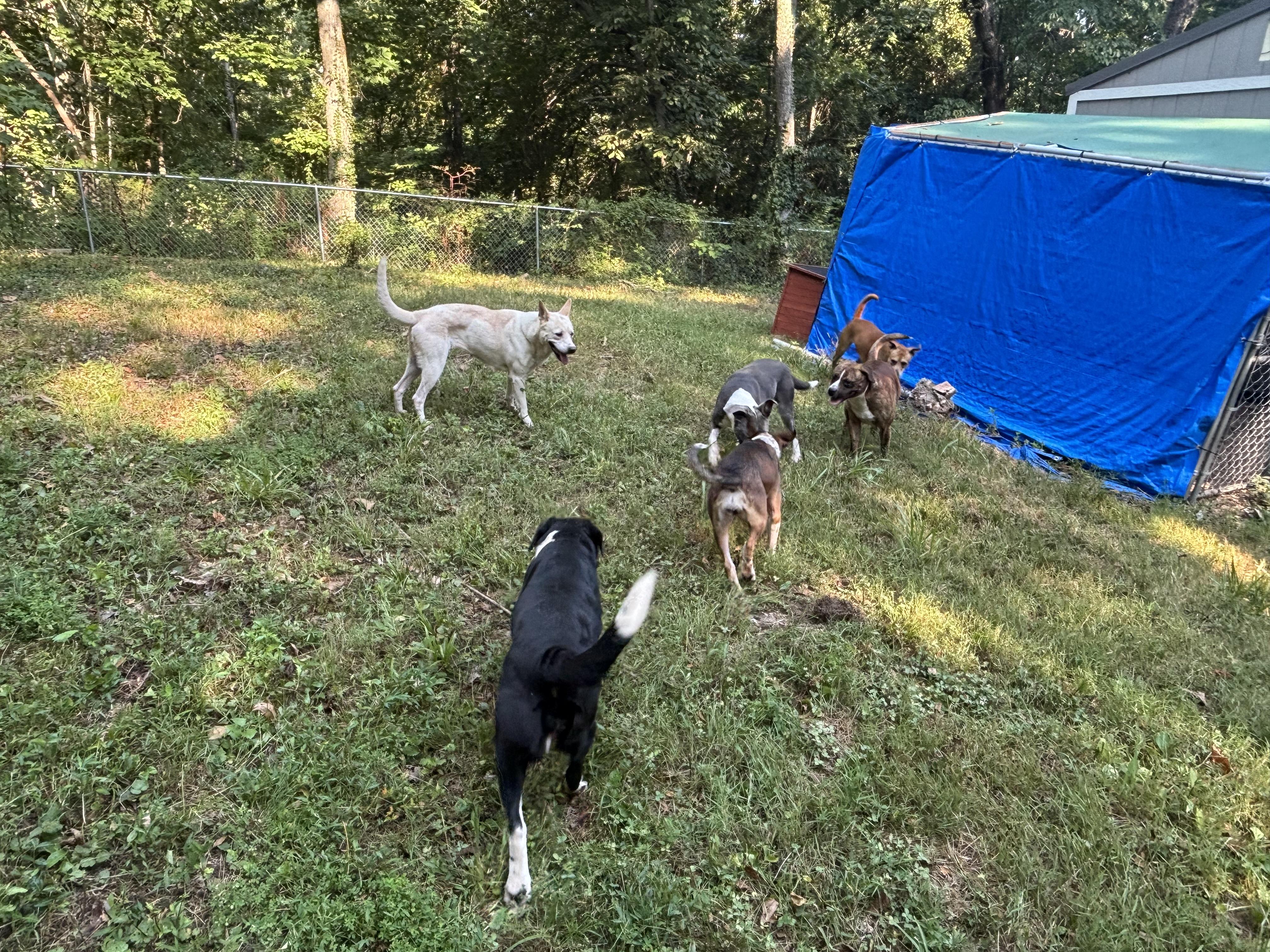 Liv, a Adopted mixed breed in Rogers, AR image 2/2