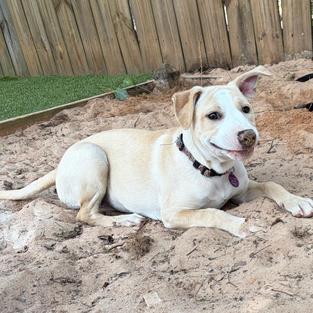 Enlarge Tilly, a Adoptable Mixed Breed in Greensboro, GA image 2/6