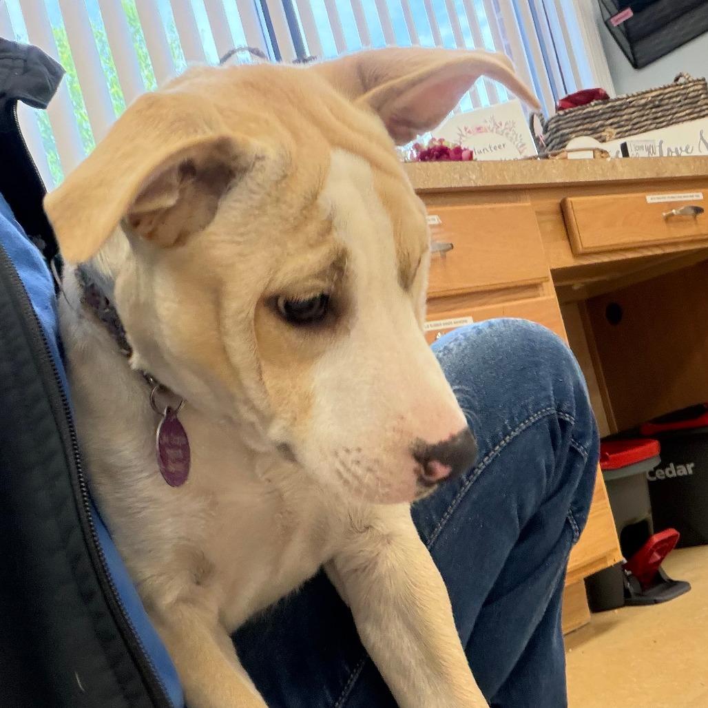 Enlarge Tilly, a Adoptable Mixed Breed in Greensboro, GA image 5/6