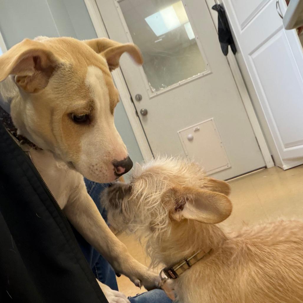 Enlarge Tilly, a Adoptable Mixed Breed in Greensboro, GA image 6/6