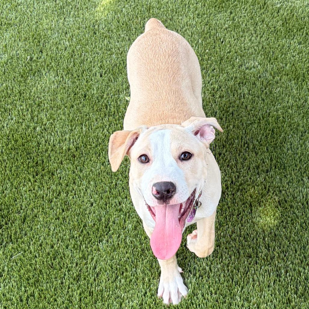 Enlarge Tilly, a Adoptable Mixed Breed in Greensboro, GA image 3/6