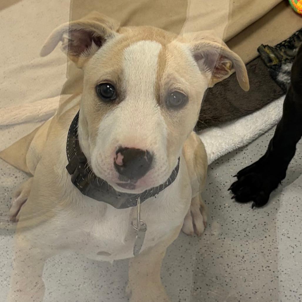 Enlarge Tilly, a Adoptable Mixed Breed in Greensboro, GA image 1/1