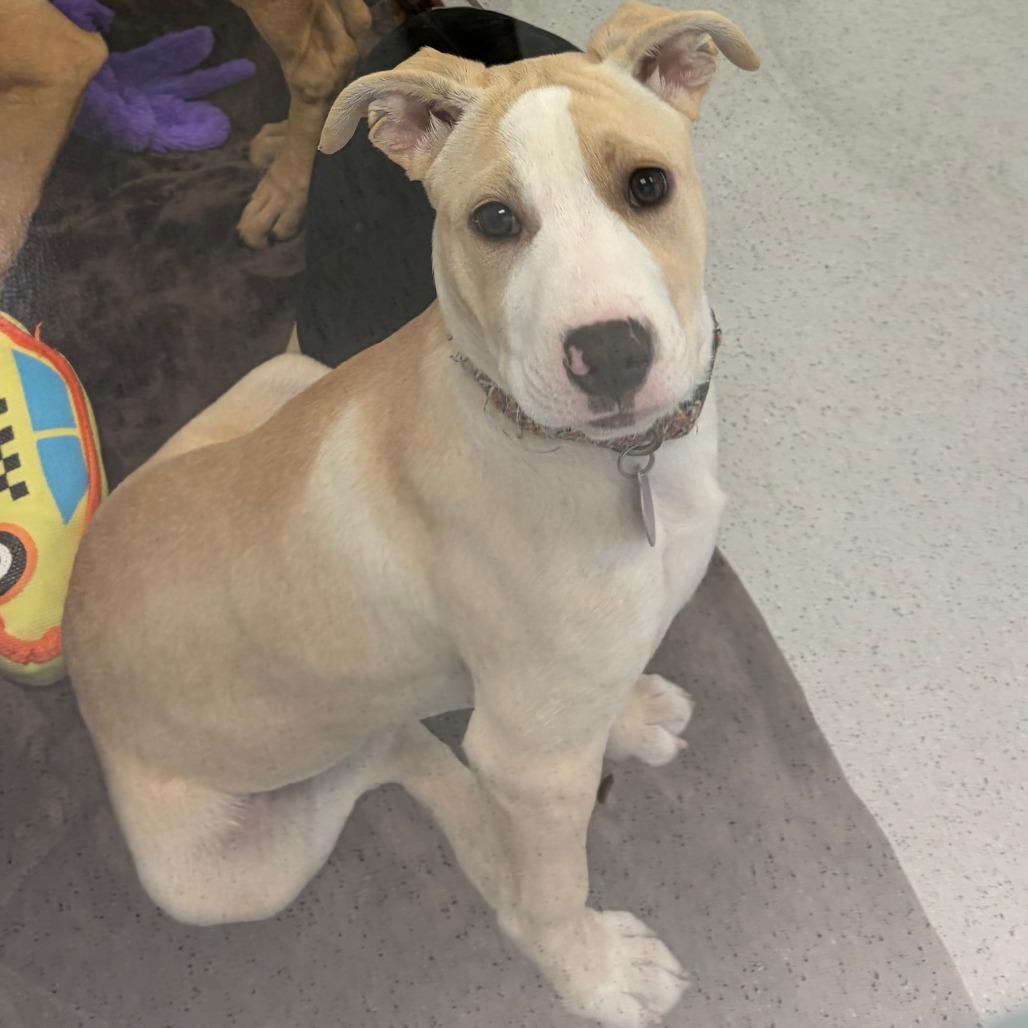 Enlarge Tilly, a Adoptable Mixed Breed in Greensboro, GA image 4/6