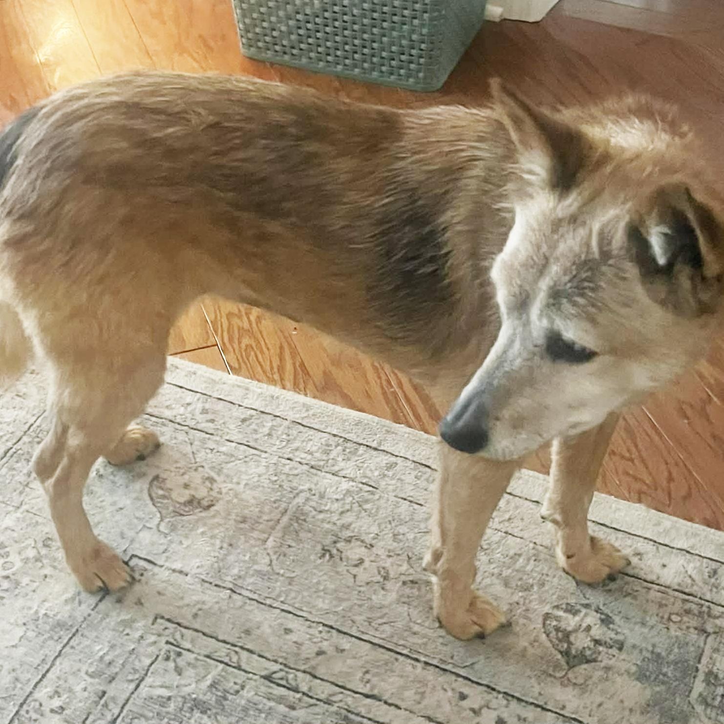 Enlarge HOLLY, a ADOPTABLE mixed breed in Nashville, TN image 3/6