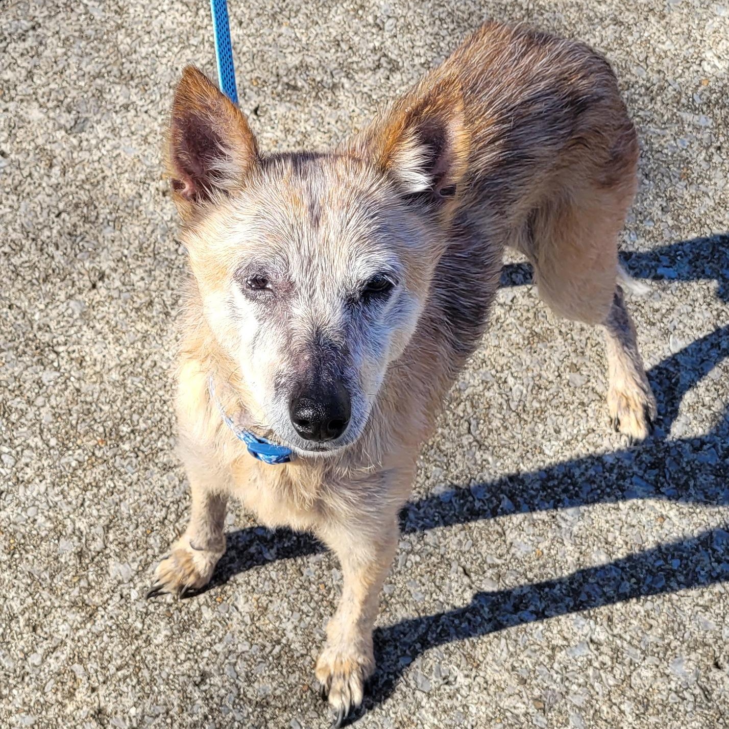 Enlarge HOLLY, a ADOPTABLE mixed breed in Nashville, TN image 5/6