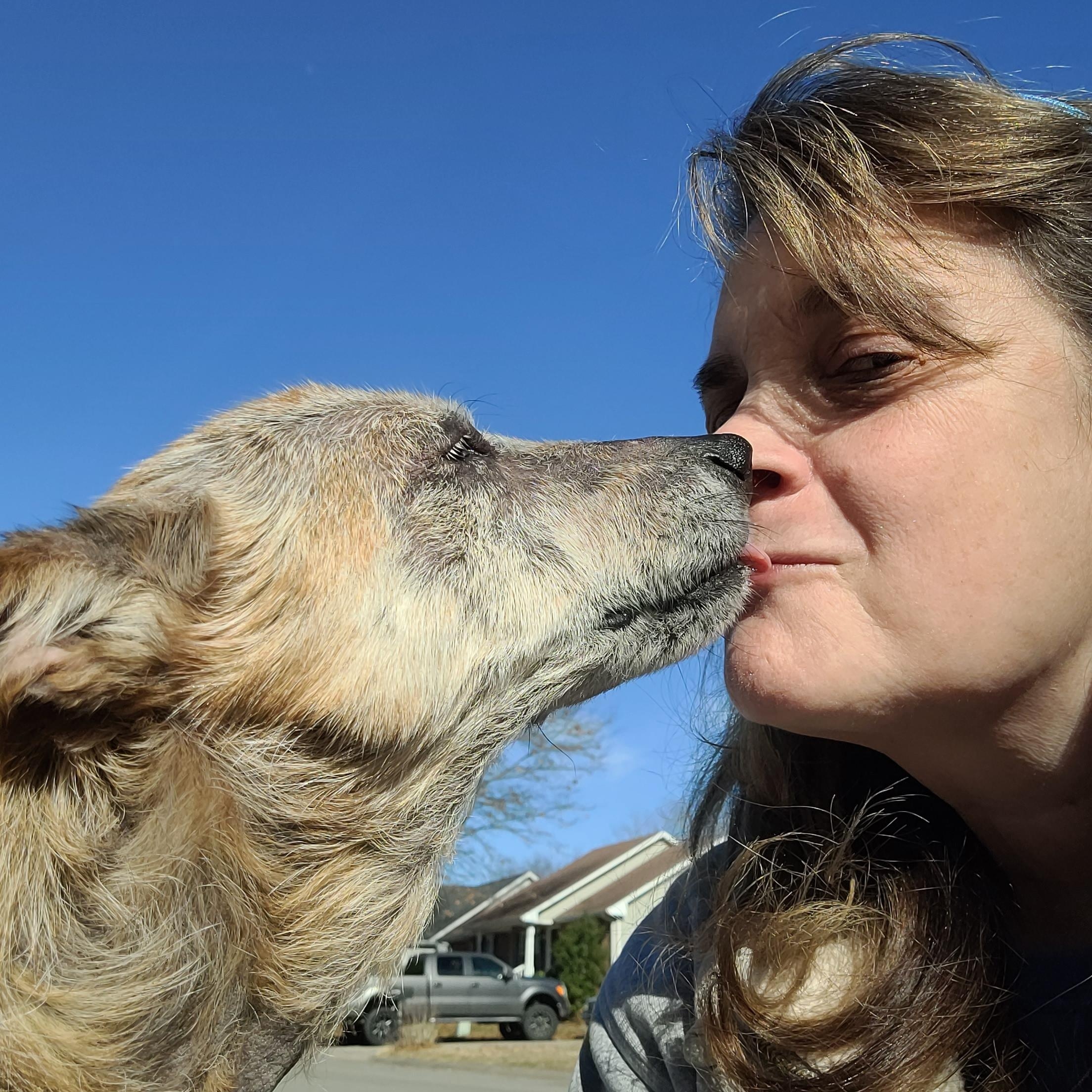 Enlarge HOLLY, a ADOPTABLE mixed breed in Nashville, TN image 6/6