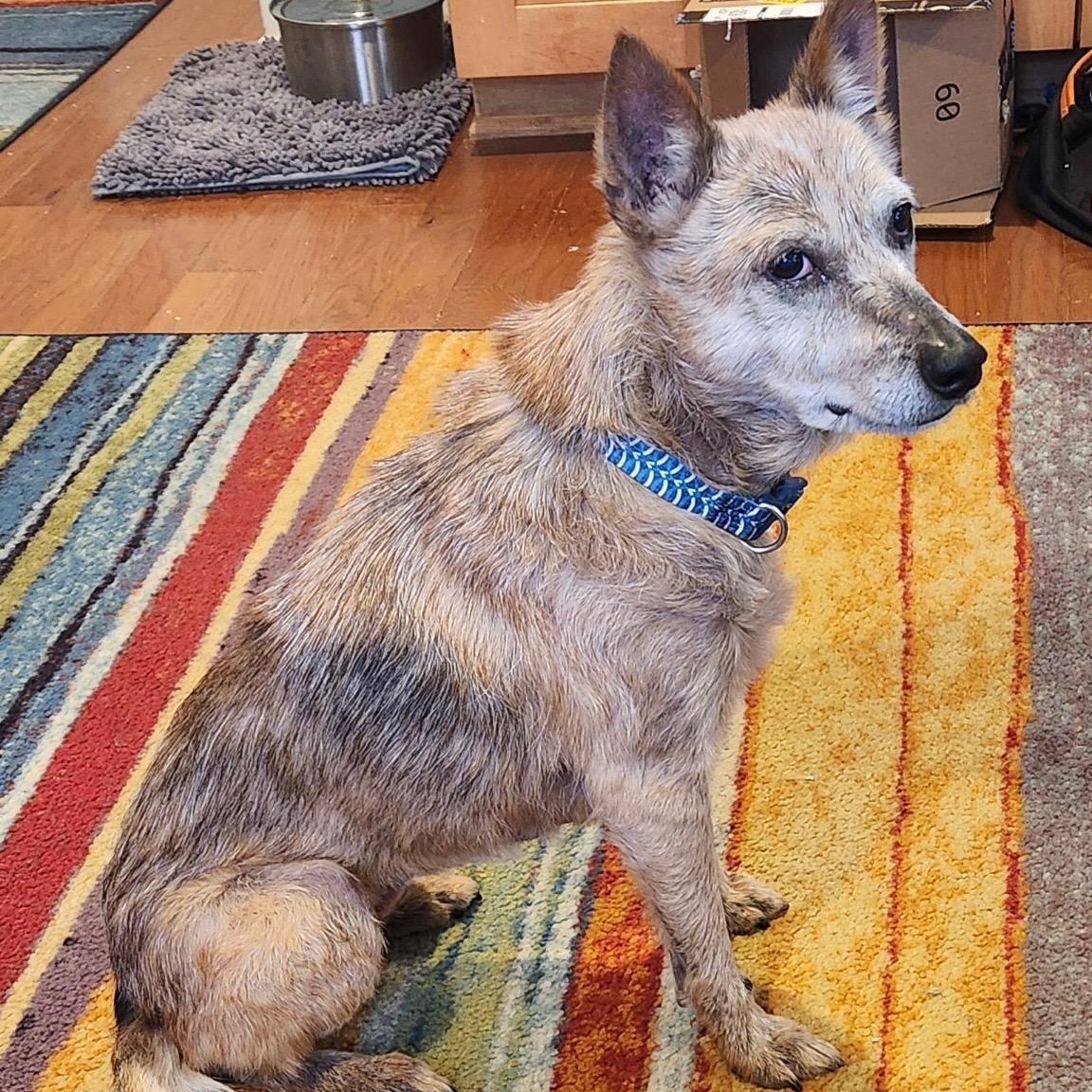 HOLLY, ADOPTABLE, Adult Female Australian Cattle Dog / Blue Heeler.