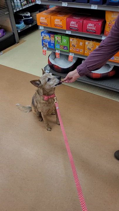 Enlarge HOLLY, a ADOPTABLE mixed breed in Nashville, TN video 4/6