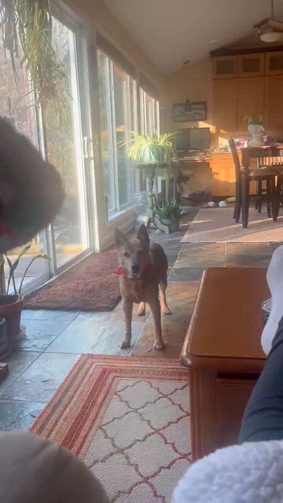 Enlarge HOLLY, a ADOPTABLE mixed breed in Nashville, TN video 2/6