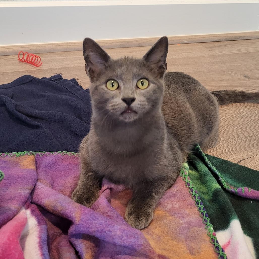 Pip, Adoptable, Kitten Male Domestic Short Hair.