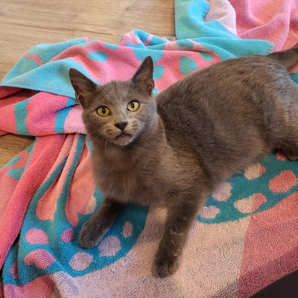 Enlarge Pip, a Adoptable Domestic Short Hair in Houston, TX image 2/4