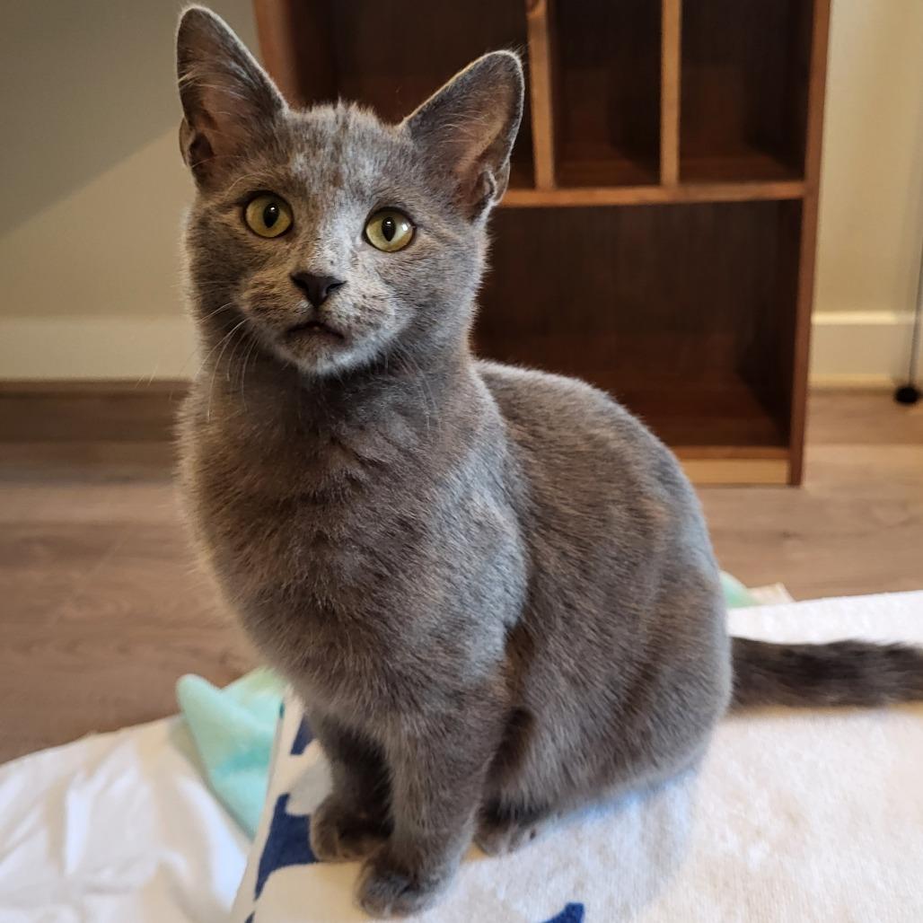 Enlarge Pip, a Adoptable Domestic Short Hair in Houston, TX image 3/4