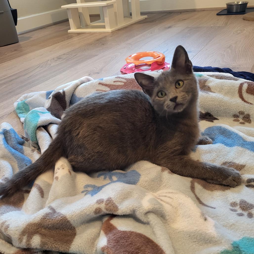 Enlarge Pip, a Adoptable Domestic Short Hair in Houston, TX image 4/4