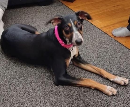 Bluey, Adoptable, Adult Female Australian Shepherd & Doberman Pinscher.