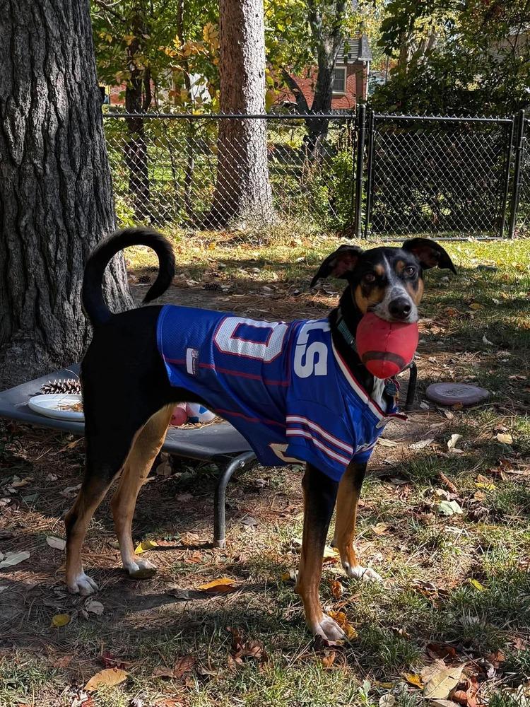 Enlarge Bluey, a Adoptable mixed breed in Alden, NY image 2/4