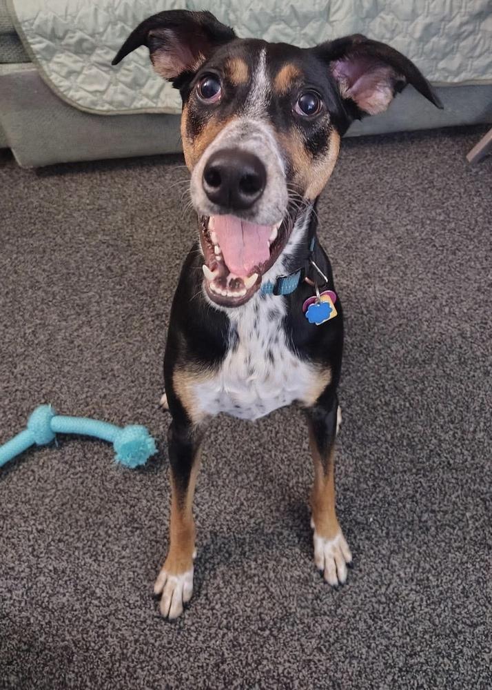 Enlarge Bluey, a Adoptable mixed breed in Alden, NY image 3/4