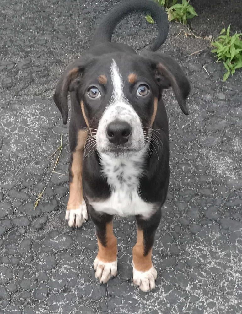 Enlarge Bluey, a Adoptable mixed breed in Alden, NY image 4/4