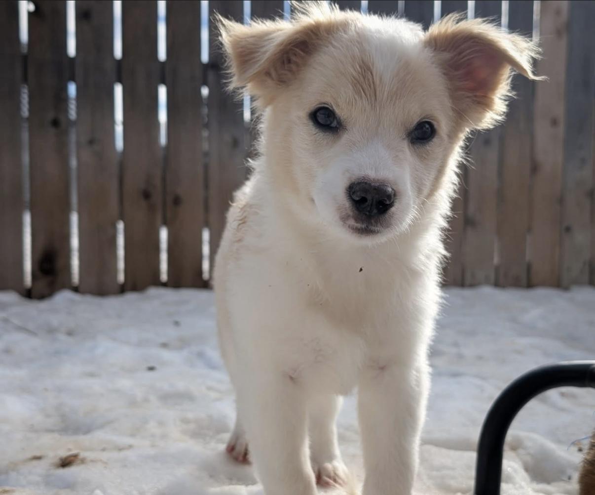 Olaf, ADOPTABLE, Puppy Male Australian Shepherd.
