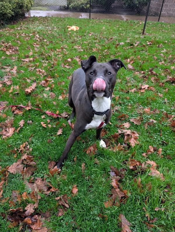 Lyra, a Adoptable mixed breed in Vancouver, WA image 1/5