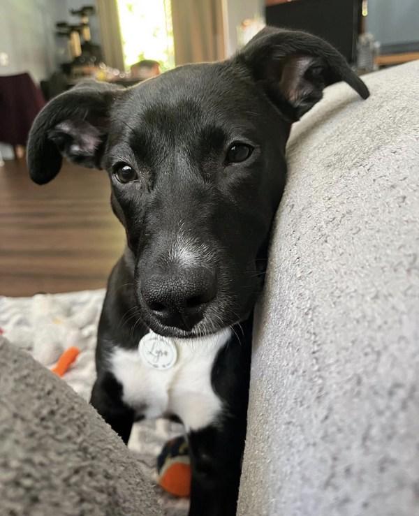 Lyra, a Adoptable mixed breed in Vancouver, WA image 2/5