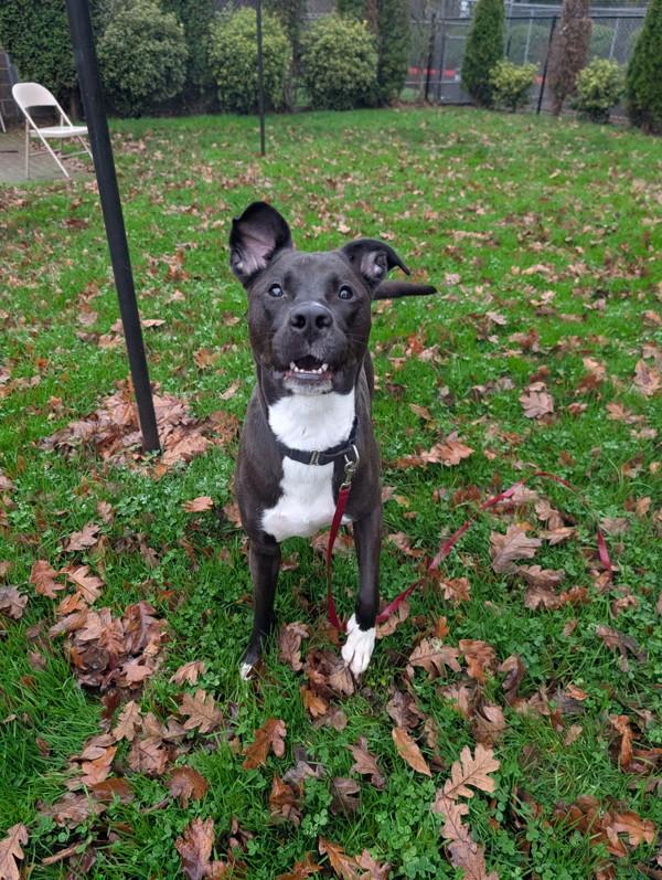 Lyra, a Adoptable mixed breed in Vancouver, WA image 3/5