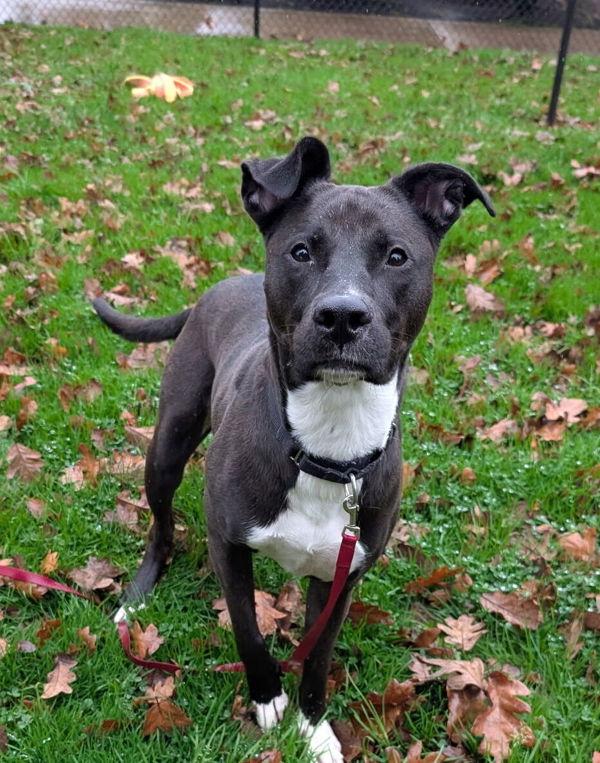 Lyra, a Adoptable mixed breed in Vancouver, WA image 4/5